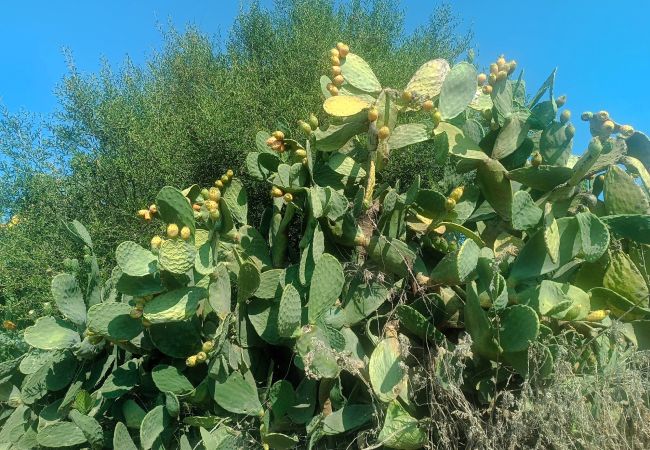 Appartamento a Viddalba - Affittimoderni Viddalba - Cavalluccio Marino Appartamento a Viddalba - Affittimoderni Viddalba - Cavalluccio Marino
